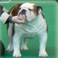 CH Murbogos Rocco , www.sharonbull.com, Bulldog